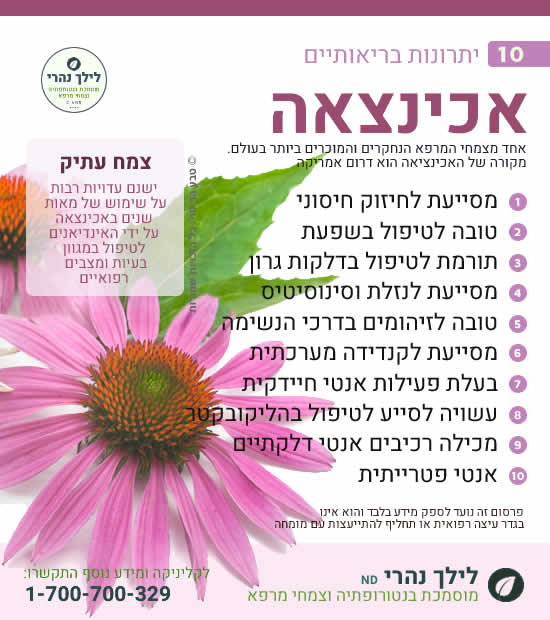 אכינצאה - תרומה בריאותית למערכת העיכול