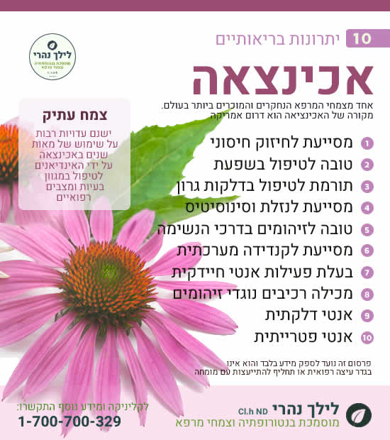 אכינצאה – 10 יתרונות בריאותיים