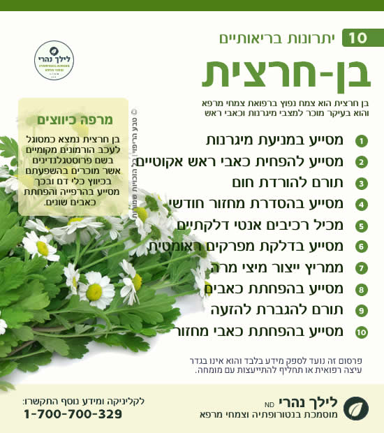 בן חרצית • צמח מרפא יתרונות