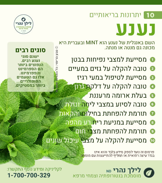 נענע - תרומה בריאותית לעיכול ותסמונת מעי רגיז