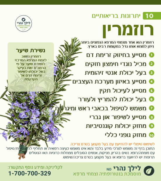 רוזמרין - תרומה בריאותית לעיכול ותסמונת מטבולית