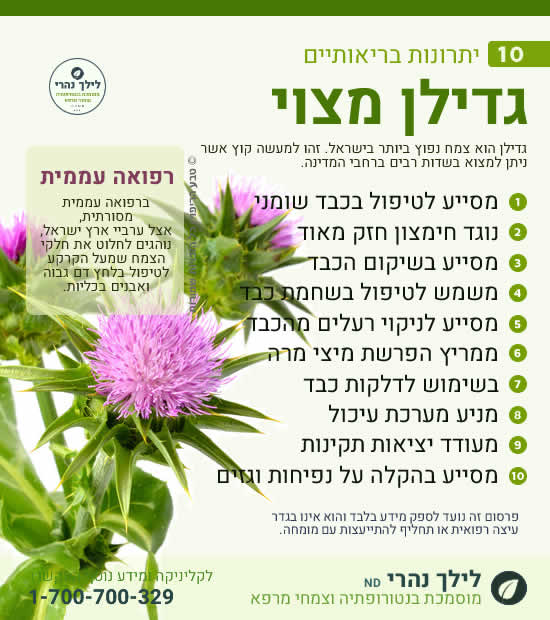 גדילן מצוי - תרומה בריאותית לטיפול בכבד שומני