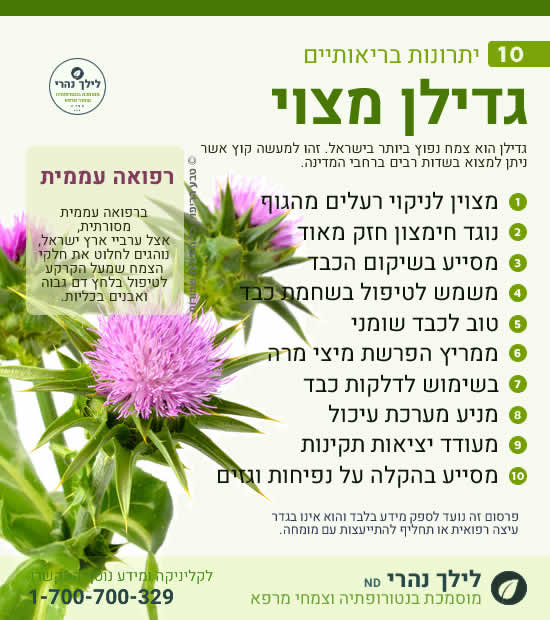 גדילן מצוי -יתרונות בריאותיים לתמיכה בכבד